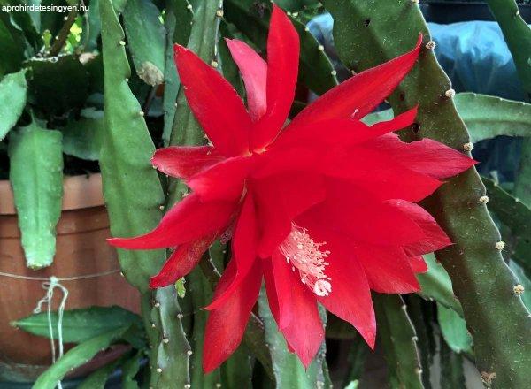 Levélkaktusz - Epiphyllum - piros levél kaktusz
