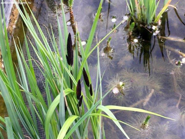 Fekete sás - Carex nigra - konténeres vízinövény