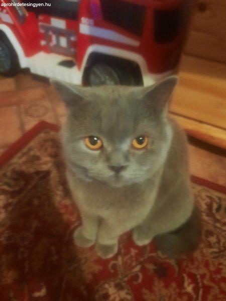 Eladó Brit kék fajtatiszta fiú cica