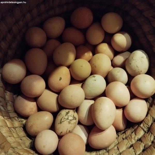 Gyöngytyúk tojàs eladó.