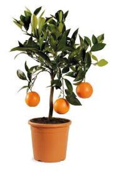 Narancsfa - Sinensis arancio (cserép k 5)