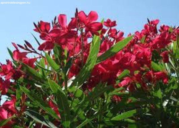 Leander - Nerium oleander piros (cserép k 3)