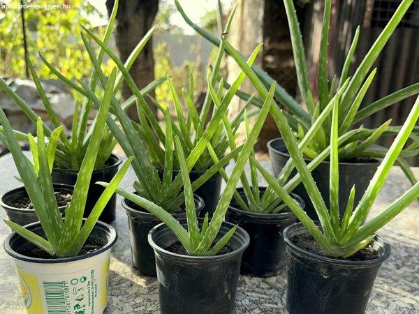 Aloe vera szobanövény kaktusz gyógynövény pozsgás szoba növé