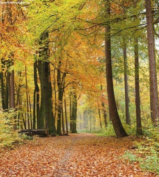 Őszi séta az erdőben, poszter tapéta 225*250 cm